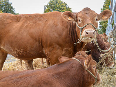 comice-agricole Lanouaille S (14)
