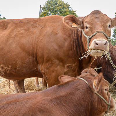 comice-agricole Lanouaille S (14)