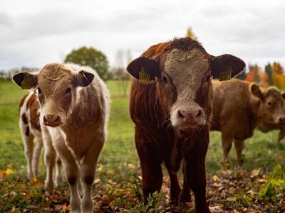 cows-4383468_1280