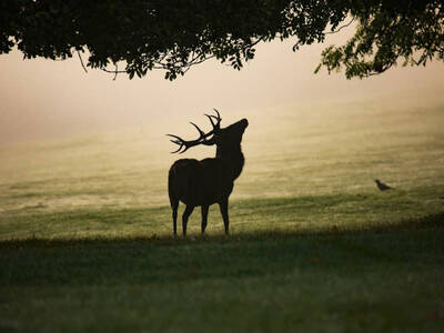 mist-4551691-1920