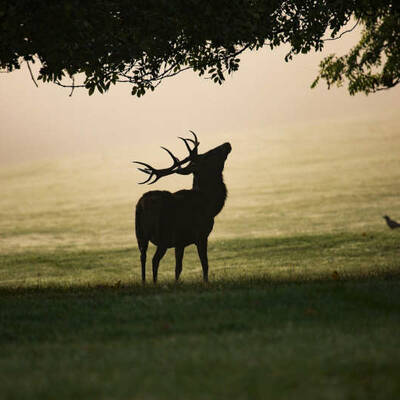 mist-4551691-1920
