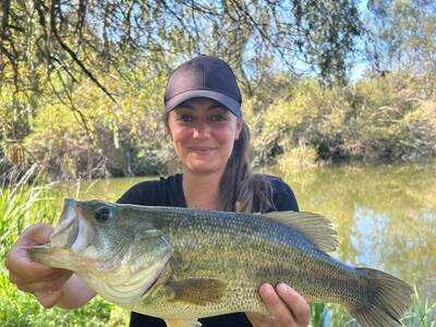 multipeche black bass S