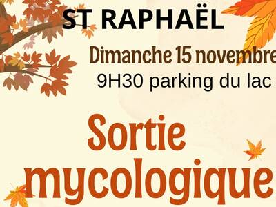 nov 15 champi