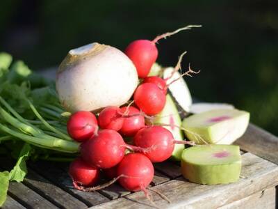 potagers la lande radis